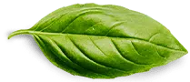 contact leaf
